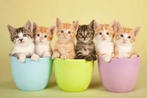 cats in pastel cups 64 top tips social media